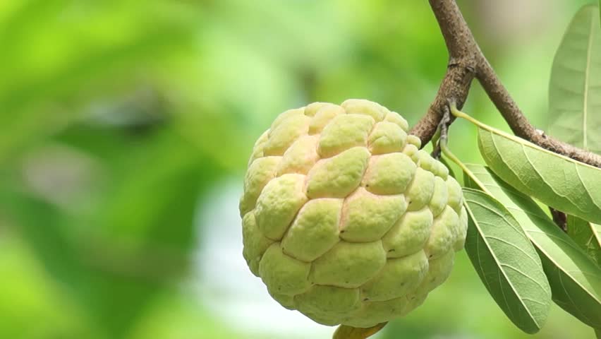 Benefits Of Sugar Apple