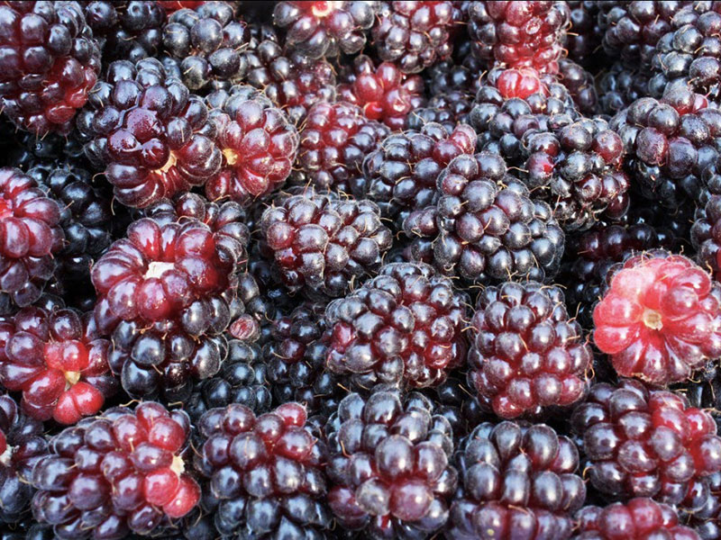 Benefits Of Boysenberries