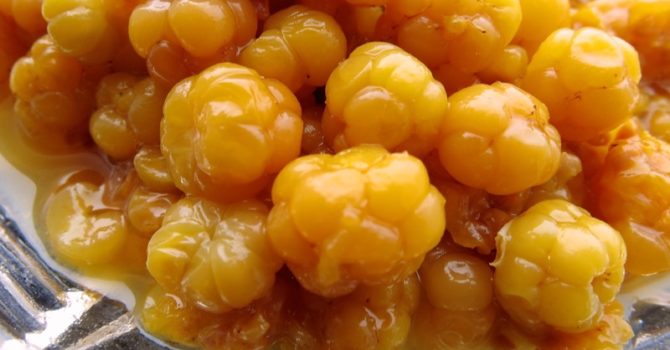 Benefits Of Cloudberry