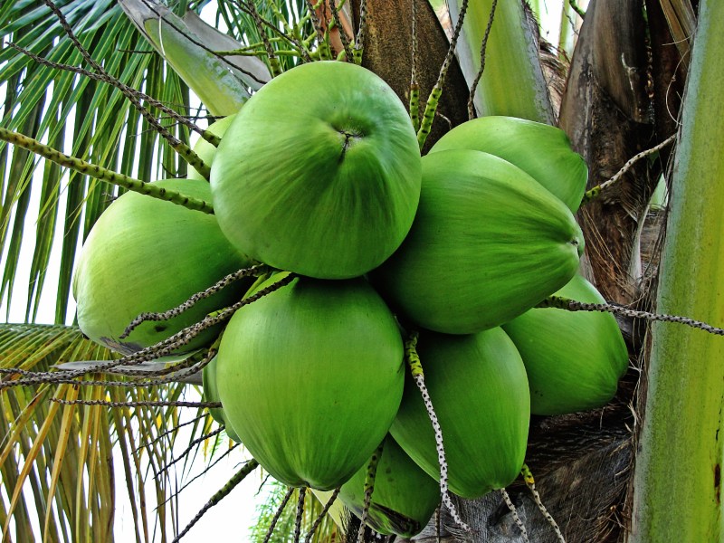 Benefits Of Coconuts