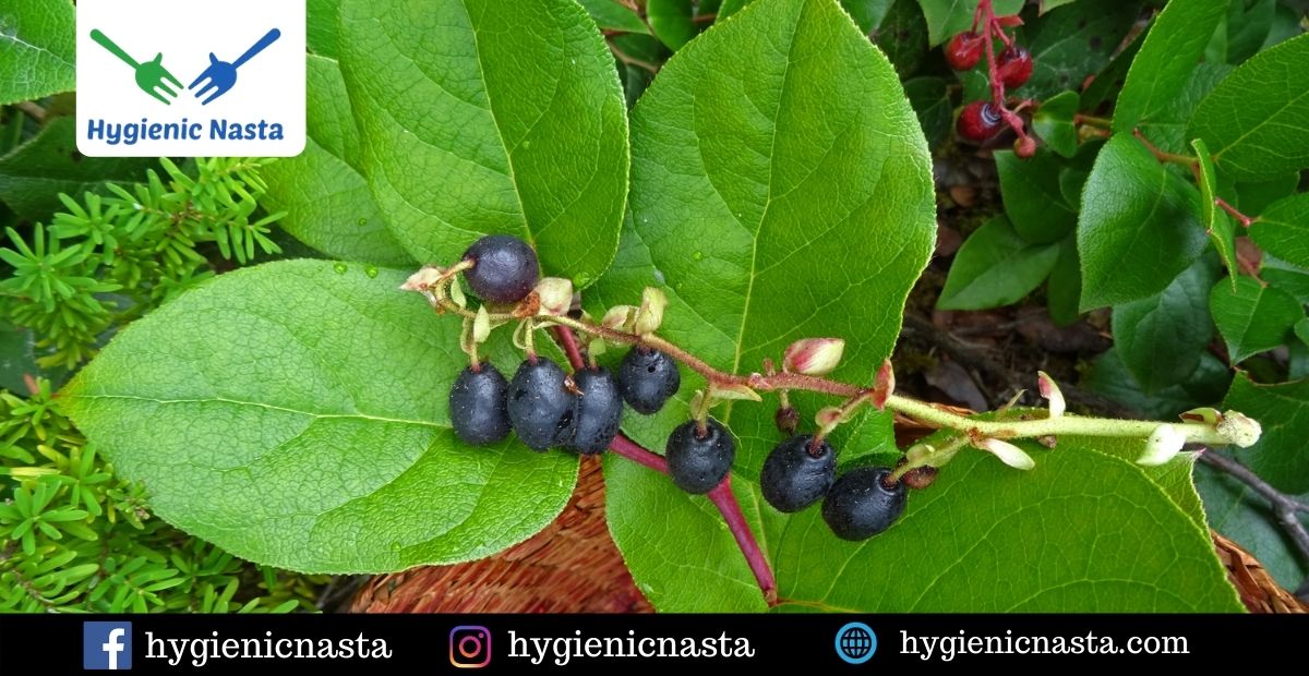 Benefits Of Salal Berry